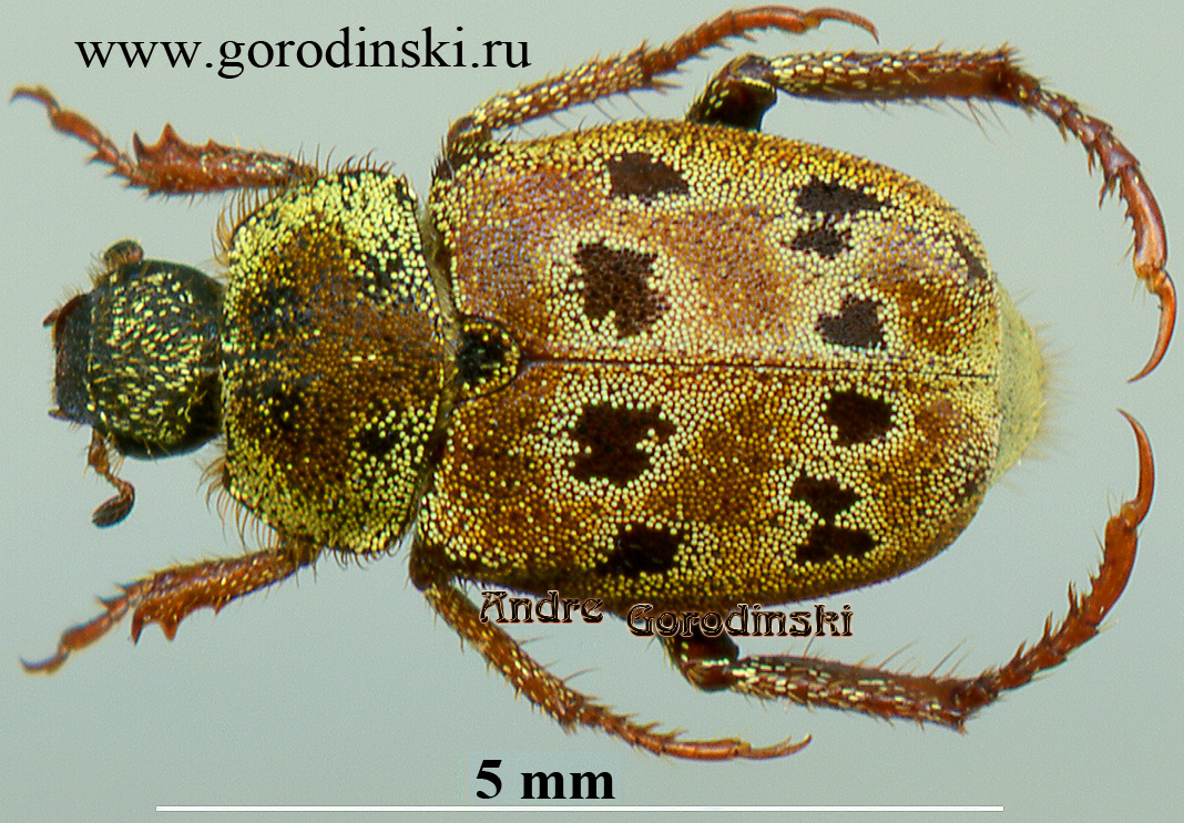 http://www.gorodinski.ru/scarabs/Hoplia aureola.jpg